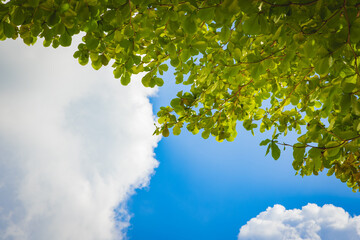 Tree and green leaves with blue sky and white cloud in the background in the bright sunny day summer.