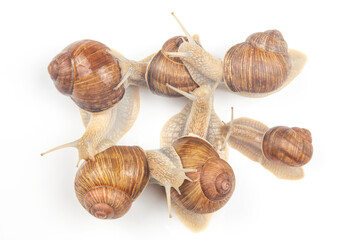 Helix pomatia. grape snail on a white background. mollusc and invertebrate. gourmet protein meat food. communication of the individual in society