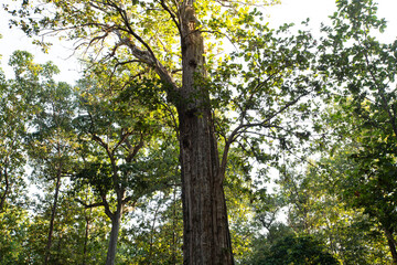 Teak tree in the forest.