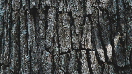 bark of a tree