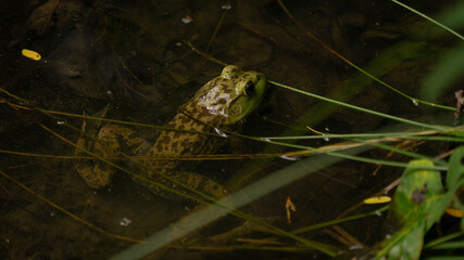 frog in the water