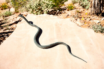 Snake on sandstone boulder