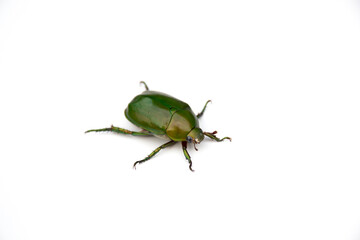 Green chafer on white background.