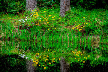 Obraz na płótnie Canvas flowers reflected in garden pond