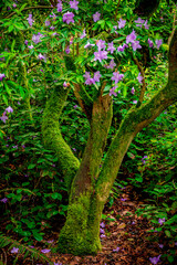 moss covered rhododendron tree