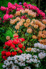 rhododendrons in spring garden