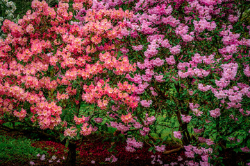 rhododendrons in spring garden