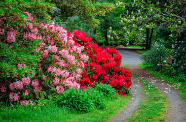 rhododendrons in spring garden