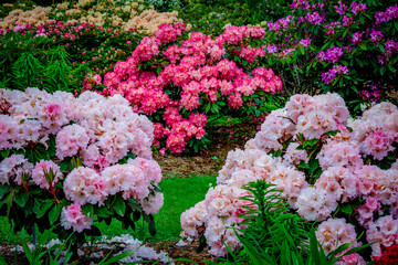 Obraz premium rhododendrons in spring garden