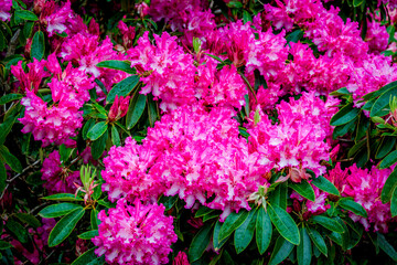 rhododendrons in spring garden