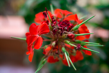 red geranium pelargonium inquinans flower whit spines  in the garden with blur background