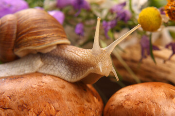grape snail is actively crawling in nature. mollusc and invertebrate. delicacy meat and gourmet food.