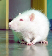 White Dumbo Rat Pose for a Pictures , White Mouse Pets