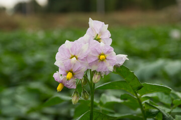 White potato flowers are blooming in the field.