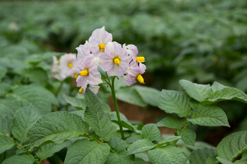 White potato flowers are blooming in the field.