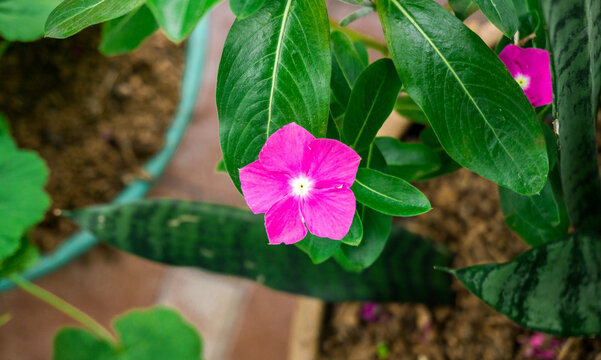 pink periwinkle from above sorrounde by greens plants Catharanthus roseus