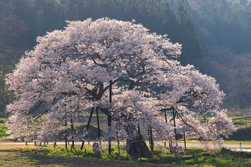 信州高山村　黒部のエドヒガン桜