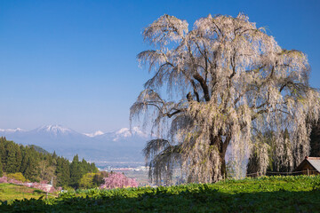 信州高山村　水中のしだれ桜