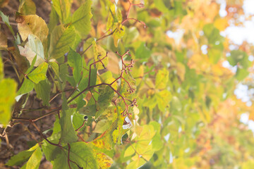 autumn leaves background