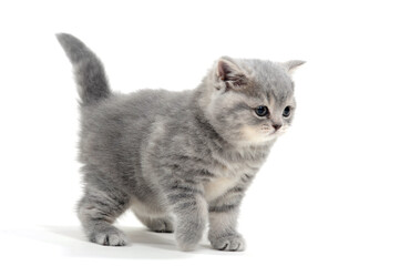 Fluffy gray kitten on a white background