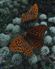 Flower and butterflies