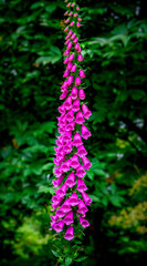 Obraz premium pink foxgloves
