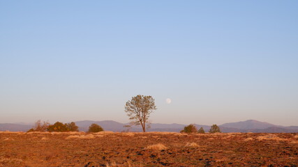 Tree with moon with a mountain view