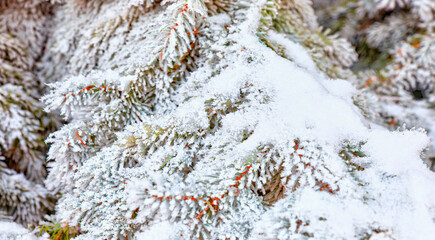 Pine tree branches covered with snowfrost close up