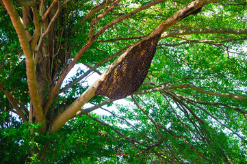 A large beehive in the park