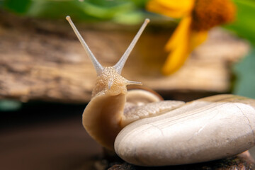 Helix pomatia. snail climbs from stone to stone. mollusc and invertebrate. delicacy meat and gourmet food.