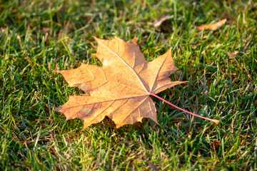 Naklejka na ściany i meble fallen leaves from trees autumn leaves on green grass