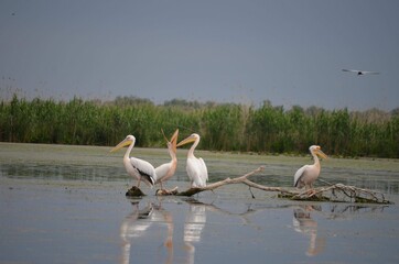 Danube Delta pelicans

