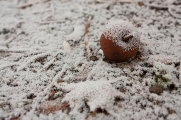 Horizontal high angle view photo of a covered with frozen hoarfrost and snow ground, faded apple and foliage during winter cold morning