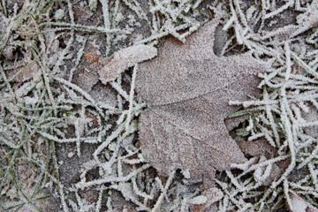 Horizontal outdoor photo from above with textures of covered with white frozen dew and hoarfrost maple leaf, grass and other faded leaves, laying on the ground in December morning 