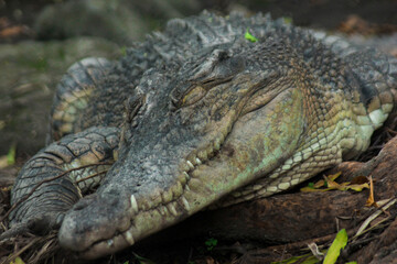 Naklejka premium A swamp crocodile sunbathing near a protected forest swamp