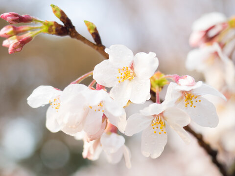 It is a cherry blossom. This is a spring-like photo of Japan, taken in Tokyo.