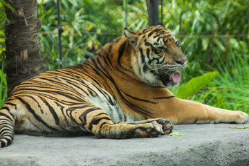 a tiger takes shelter under a tree