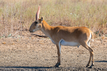 Wild male Saiga antelope or Saiga tatarica in steppe