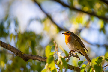 A red robin or Erithacus rubecula. This bird is a regular companion during gardening pursuits