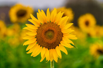 Beautiful Sunflower blossom close up