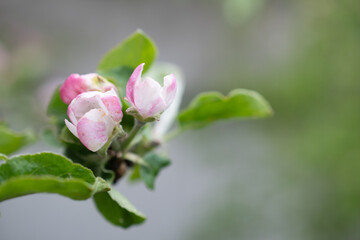 Beautiful branch buds of apple tree blooms in sun on spring day, close up, macro, space for text. Spring background with white blossom. Beautiful nature scene with blooming tree and sun flare. 