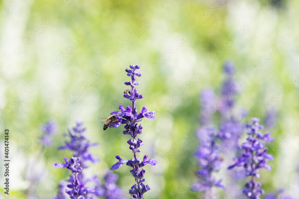 Wall mural blue salvia flowers in the garden