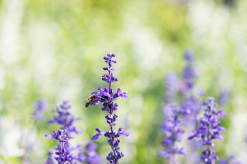 blue salvia flowers in the garden