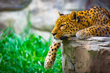 Leopard resting on a rock