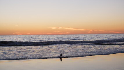 Ocean waves with sunset and bird