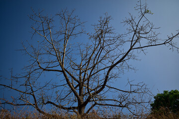 A dried up tree in focus with blue sky behind during winter