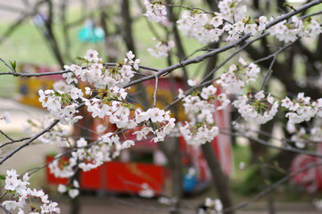 三重県伊勢市　宮川堤の桜