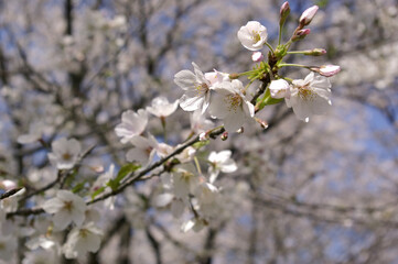 三重県伊勢市　宮川堤の桜