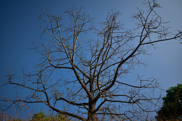 A dried up tree in focus with blue sky behind during winter