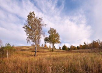 Fototapeta na wymiar Two birch trees on the hillside in the fall
